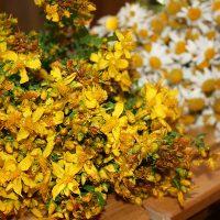 Duftende gelbe Honigpflanze