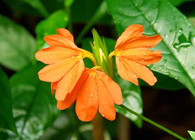 Orange tropische Blume