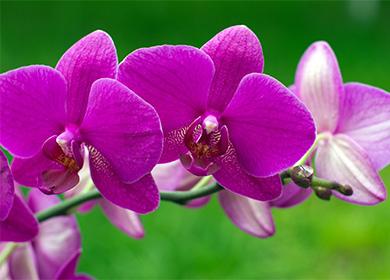 Orchidee blüht