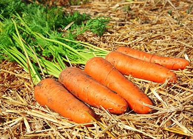 Karotten im Stroh liegen