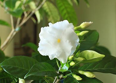 Namumulaklak na India Carnation