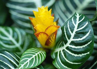 Gelbe Crotonblume