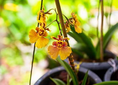 Gelbe Tigerorchideenblumen