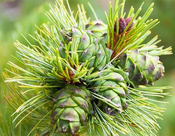 Ang mga pine cones sa isang sanga