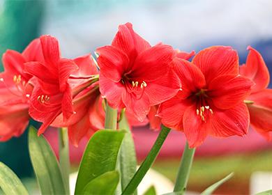 Amaryllis Blumen