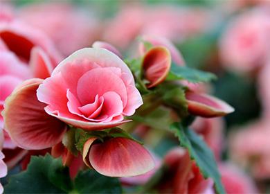 Ροζ λουλούδι begonia