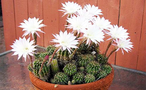 Mga Bulaklak na Echinopsis Cactus