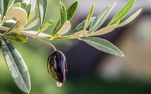 Öl läuft aus Oliven