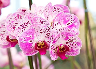 Große Orchideenblüten