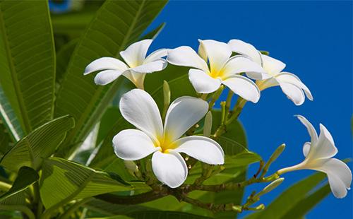 Weißer Plumeria-Blütenstand