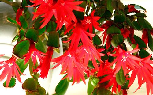 Rote Ripsalidopsus-Blumen